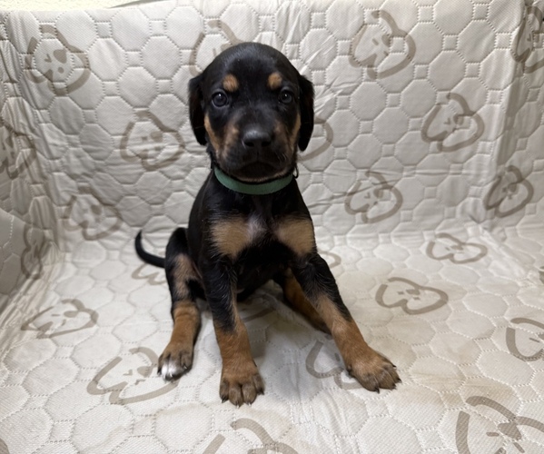 Medium Photo #1 Labrador Retriever-Rhodesian Ridgeback Mix Puppy For Sale in FRESNO, CA, USA