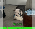 Small Photo #9 American Pit Bull Terrier-Unknown Mix Puppy For Sale in Pensacola, FL, USA