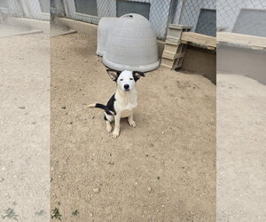 Mutt Dogs for adoption in Maquoketa, IA, USA