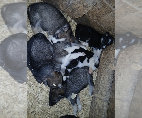 Medium Photo #3 Siberian Husky Puppy For Sale in LONG EDDY, NY, USA