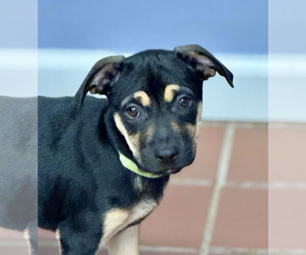 Medium Photo #1 Labrador Retriever-Unknown Mix Puppy For Sale in Jefferson, NJ, USA