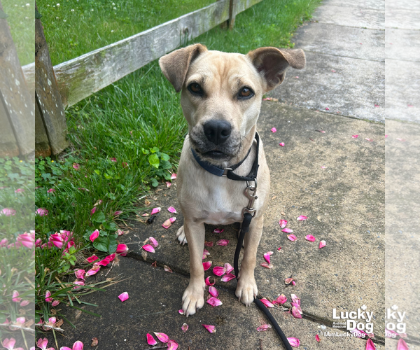 Medium Photo #14 Retriever -Unknown Mix Puppy For Sale in Washington, DC, USA