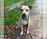 Small #13 Retriever  Mix