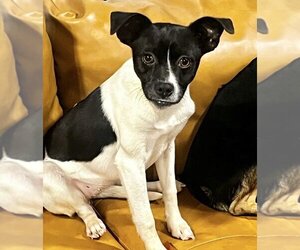 Border Collie-Jack Russell Terrier Mix Dogs for adoption in OKLAHOMA CITY, OK, USA