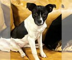 Small Photo #1 Border Collie-Jack Russell Terrier Mix Puppy For Sale in OKLAHOMA CITY, OK, USA