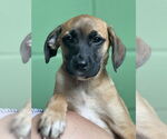 Small #3 Mutt