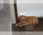 Small Photo #20 Golden Retriever Puppy For Sale in SPENCER, TN, USA