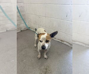 Chihuahua Dogs for adoption in San Bernardino, CA, USA