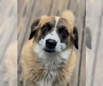 Small #3 Australian Shepherd Mix