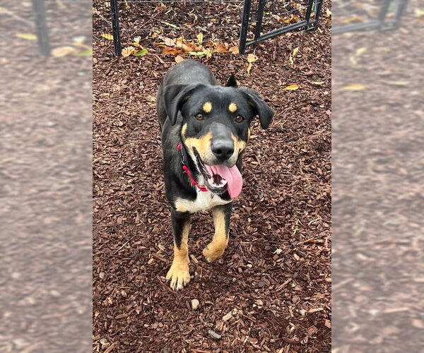 Medium Photo #1 Labrador Retriever-Unknown Mix Puppy For Sale in Alturas, CA, USA