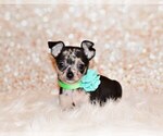 Puppy Giana Chihuahua