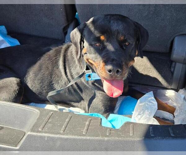 Medium Photo #4 Rottweiler Puppy For Sale in San Antonio, TX, USA