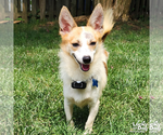 Small #8 Jack Russell Terrier Mix