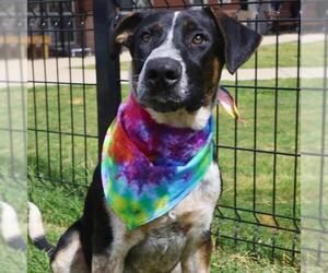 Mutt Dogs for adoption in San Antonio, TX, USA