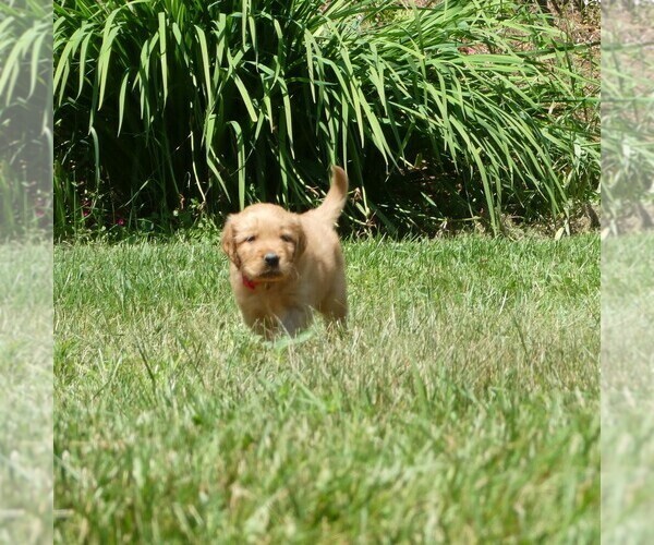 Medium Photo #1 Golden Retriever Puppy For Sale in WOLCOTT, VT, USA