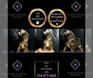 Poodle (Toy) Puppy for sale in WARSAW, IN, USA
