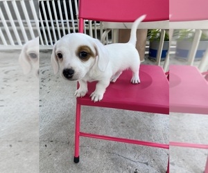 Chiweenie Puppy for sale in HIALEAH, FL, USA