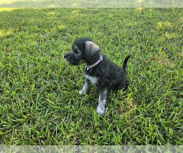 Medium Photo #2 Schnauzer (Miniature) Puppy For Sale in MCDONOUGH, GA, USA