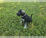 Small #1 Schnauzer (Miniature)