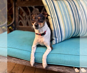 Rat-Cha Dogs for adoption in Santa Clara, CA, USA