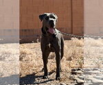 Small #1 Mutt
