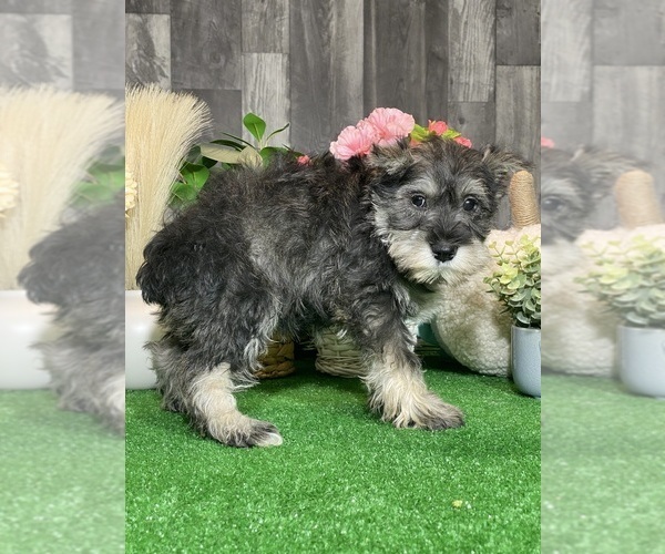 Medium Photo #5 Schnauzer (Miniature) Puppy For Sale in CANOGA, NY, USA