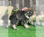 Small #4 Schnauzer (Miniature)