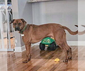 Bubba - Male Unknown-Vizsla Mix Dog for Adoption - Photo #8