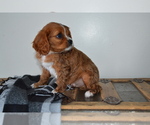 Puppy Walnut Cavalier King Charles Spaniel