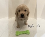Small Photo #12 Golden Retriever Puppy For Sale in CORONA, CA, USA