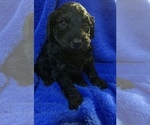 Small Photo #53 Goldendoodle Puppy For Sale in DYERSBURG, TN, USA