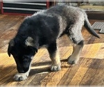 Small Photo #1 Shepradors Puppy For Sale in WILMINGTON, DE, USA