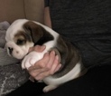 Small Photo #2 Bulldog Puppy For Sale in BELVILLE, NC, USA