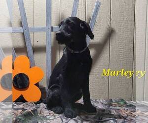 Labradoodle-Poodle (Standard) Mix Puppy for sale in CANAJOHARIE, NY, USA