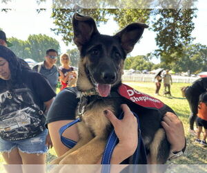 German Shepherd Dog Dogs for adoption in West Sacramento, CA, USA