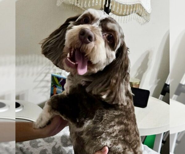 Medium Photo #1 Cock-A-Poo-Unknown Mix Puppy For Sale in Spring Lake, NC, USA