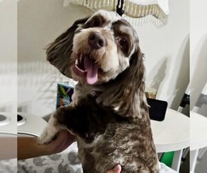 Cock-A-Poo-Unknown Mix Dogs for adoption in Spring Lake, NC, USA