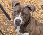 Small #3 American Pit Bull Terrier Mix