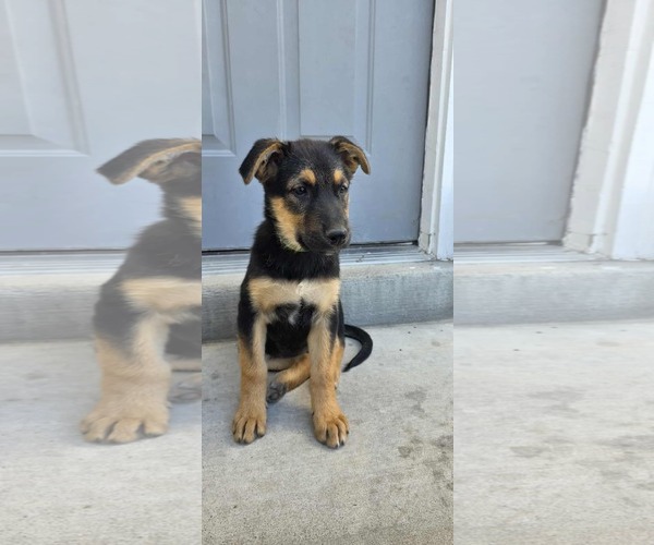 Medium Photo #2 German Shepherd Dog Puppy For Sale in MIDWAY, UT, USA