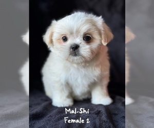Mal-Shi Puppy for sale in CRANDALL, TX, USA