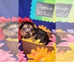 Small #11 Yorkshire Terrier