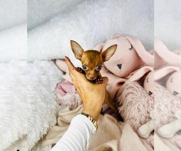 Medium Photo #19 Chihuahua Puppy For Sale in AVONDALE ESTATES, GA, USA