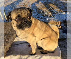 Father of the Buggs puppies born on 07/16/2025