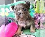 Small Photo #7 French Bulldog Puppy For Sale in BOSTON, KY, USA