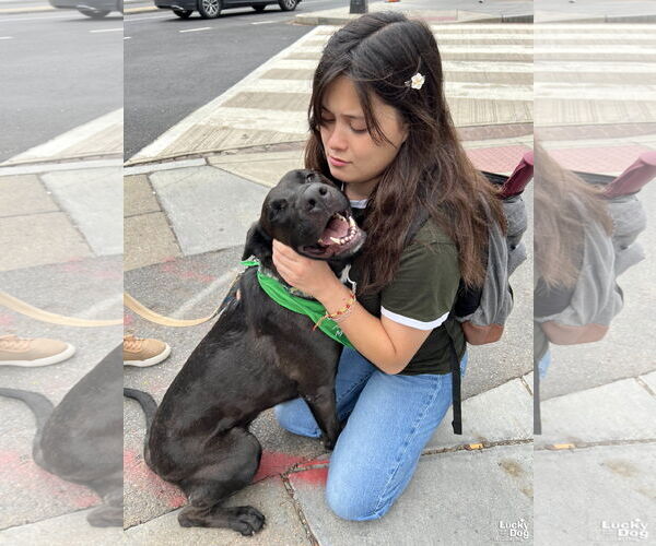 Medium Photo #12 Mutt Puppy For Sale in Washington, DC, USA