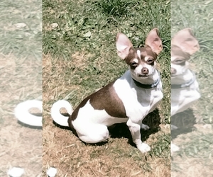 Mother of the Chihuahua puppies born on 09/16/2026