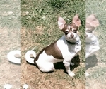 Small Photo #1 Chihuahua Puppy For Sale in MARION, VA, USA