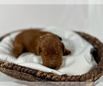 Small Photo #61 Goldendoodle Puppy For Sale in ABILENE, TX, USA