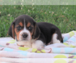 Puppy 4 Beagle