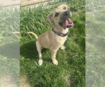 Small #10 Labrador Retriever Mix